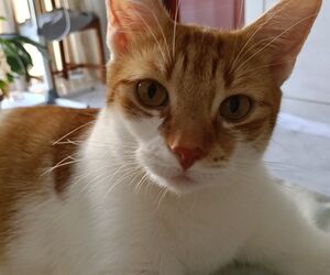Isabel