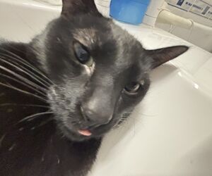 paco